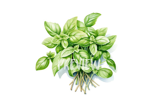 Watercolor Basil clipart