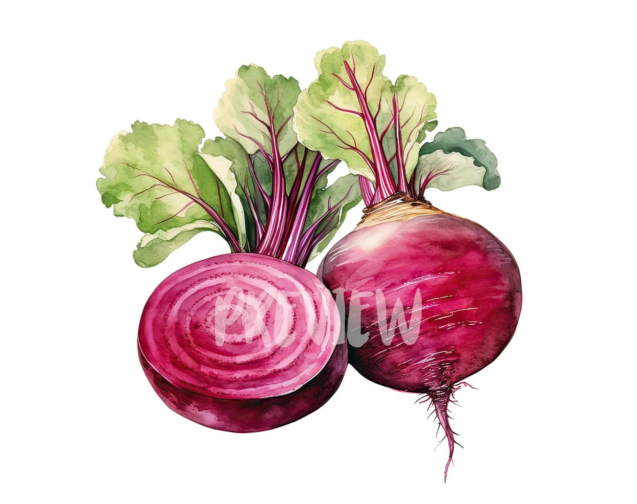 Watercolor Beet Clipart