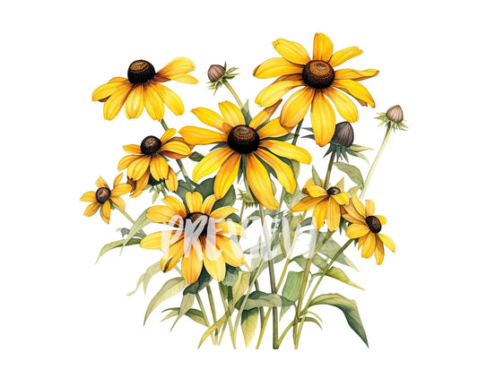 Watercolor Black-Eyed Susan Clipart