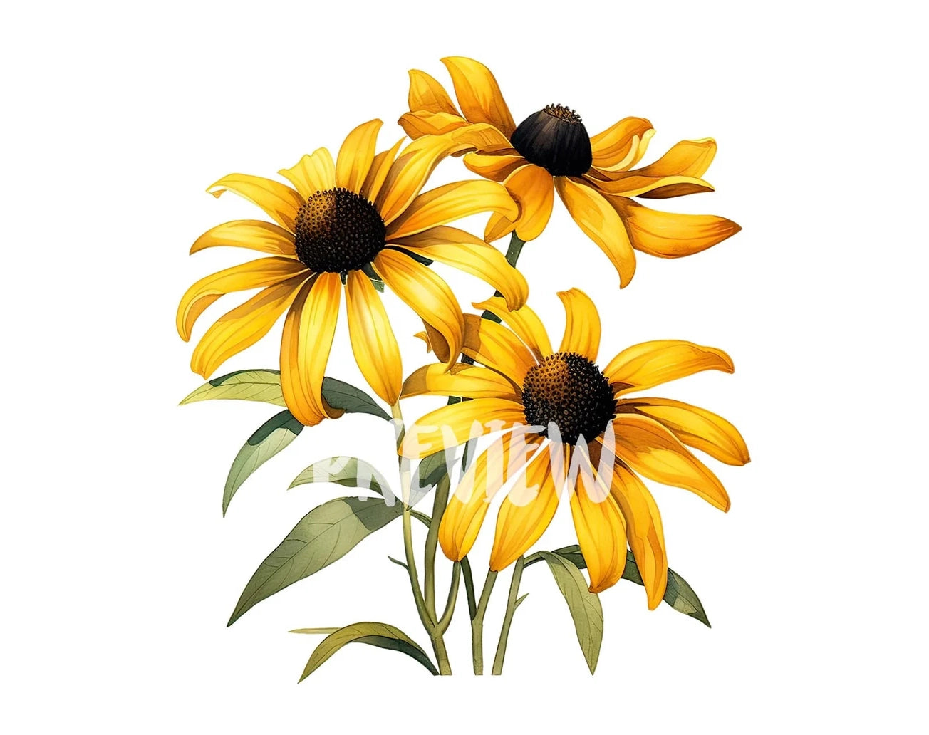 Watercolor Black-Eyed Susan Clipart