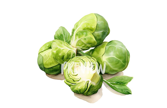Watercolor Brussels Sprouts Clipart
