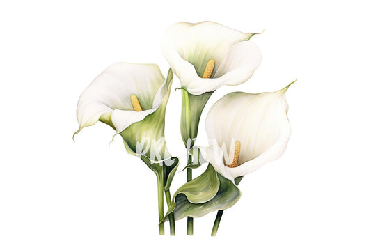 Watercolor Calla Lillies clipart