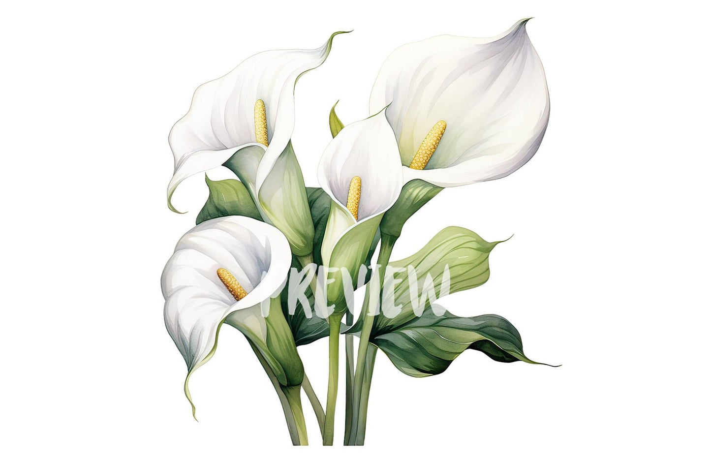 Watercolor Calla Lillies clipart