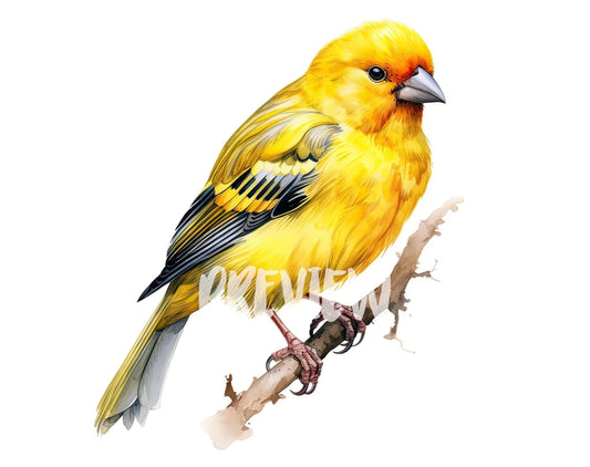 Watercolor Canary Clipart