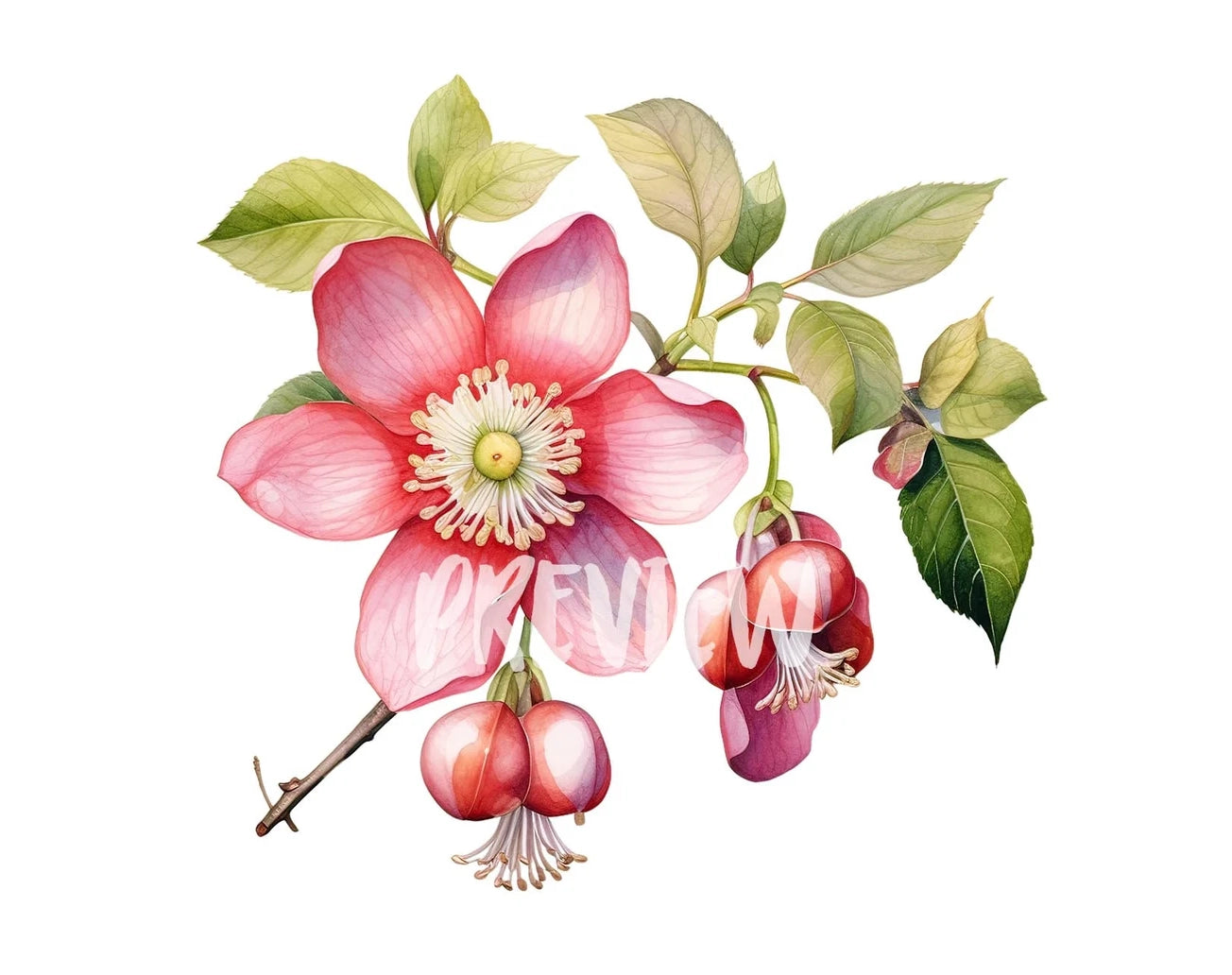 Botanical Cannonball Flowers Clipart