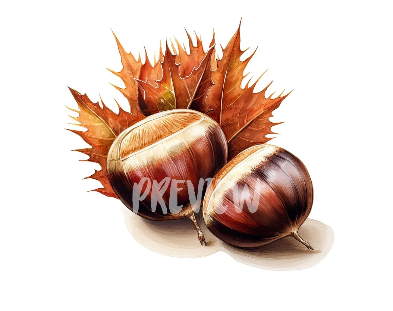 Watercolor Chestnut Clipart