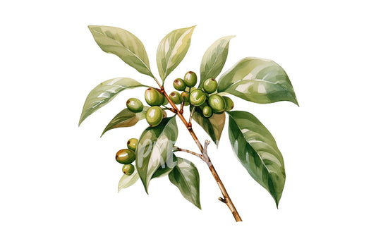 Watercolor Coffee Plant Clipart