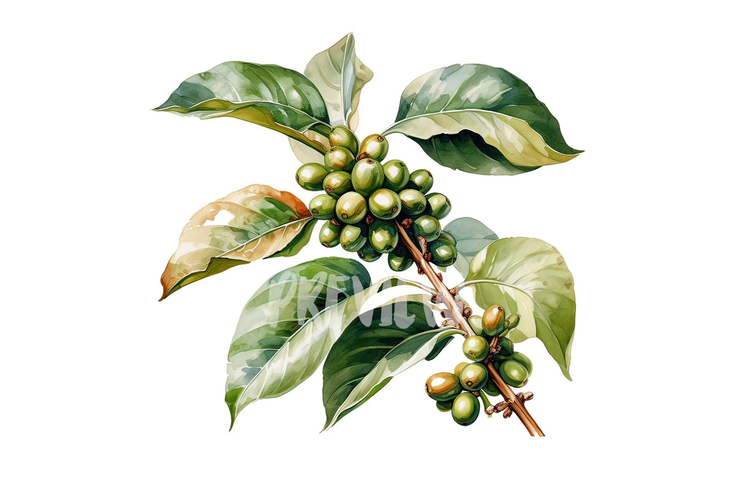 Watercolor Coffee Plant Clipart