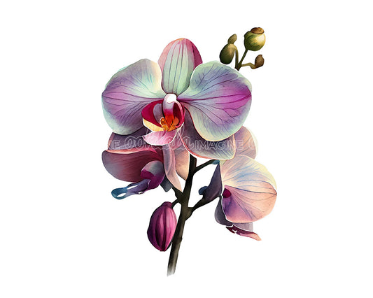 Orchid Flower Digital Watercolor Clipart