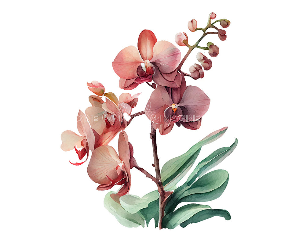 Orchid Flower Digital Watercolor Clipart