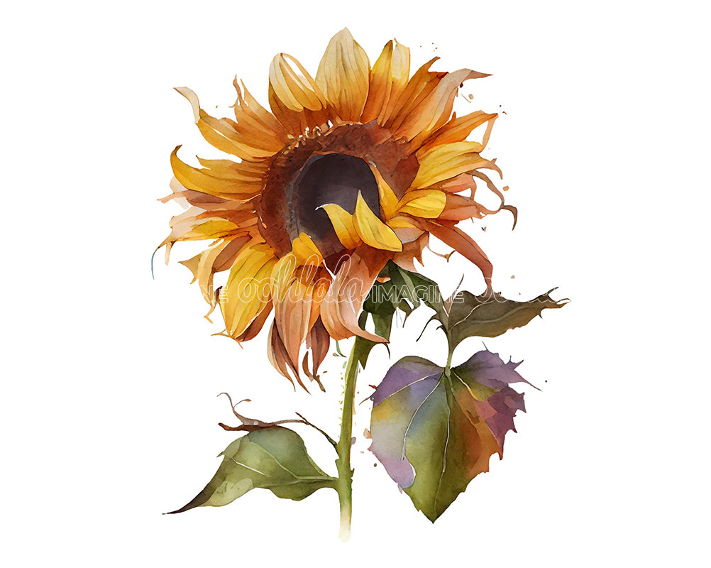 Beautiful Sunflower Flower Clipart
