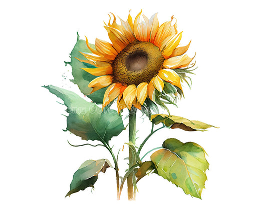 Beautiful Sunflower Flower Clipart