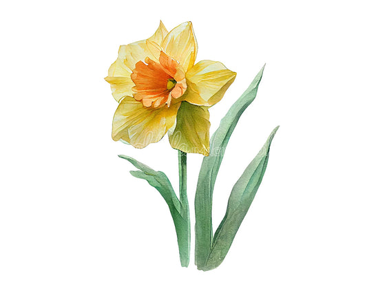 Daffodil Flower Digital Watercolor Clipar