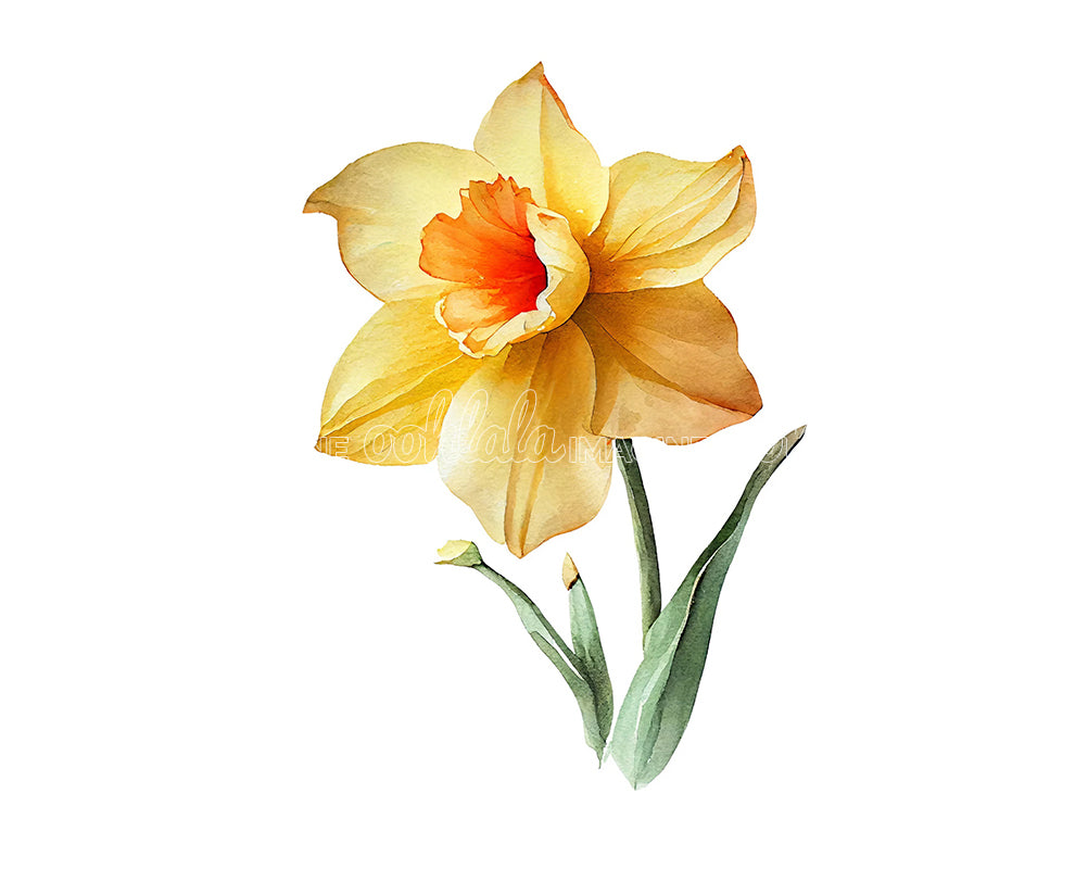 Daffodil Flower Digital Watercolor Clipar