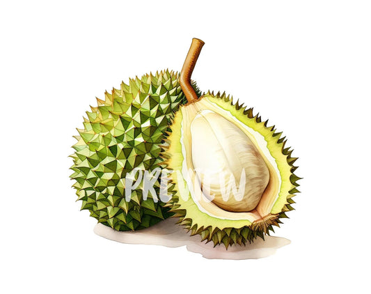 Watercolor Durian Clipart