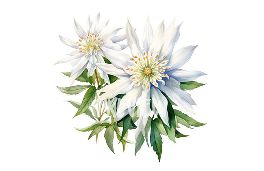 Watercolor Edelweiss Clipart