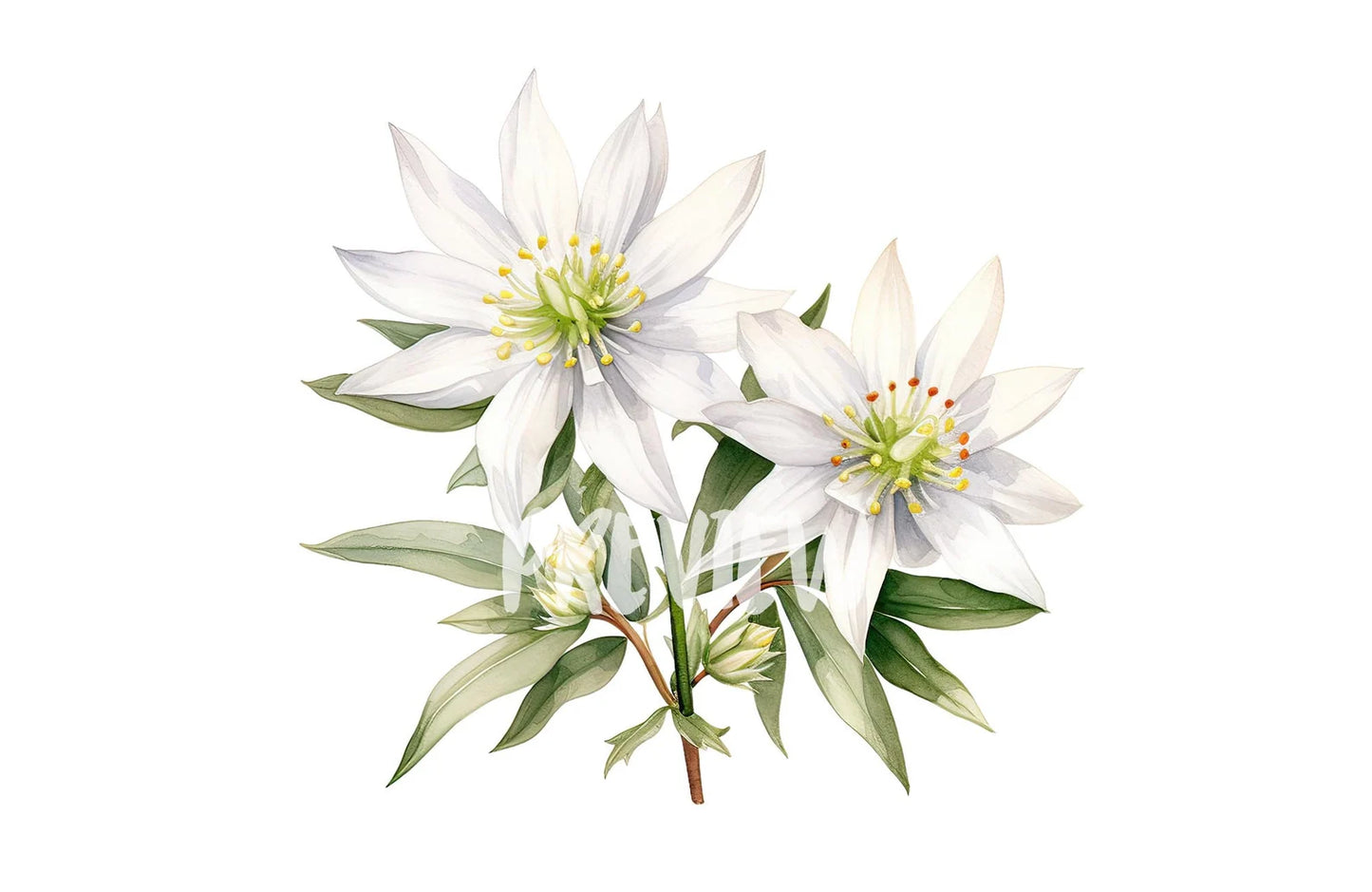 Watercolor Edelweiss Clipart