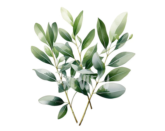 Watercolor Eucalyptus Clipart