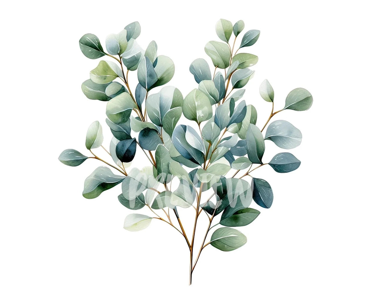 Watercolor Eucalyptus Clipart