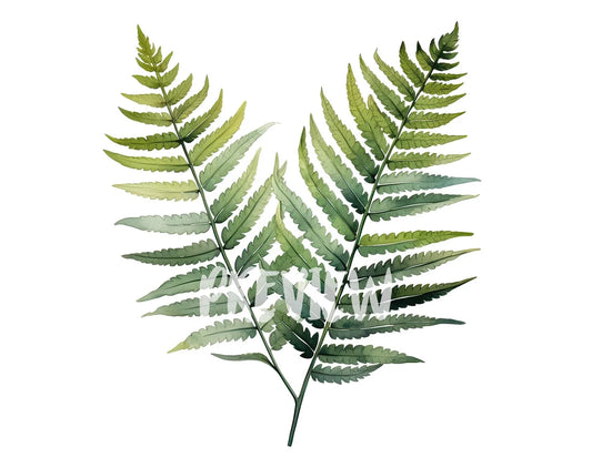 Watercolor Fern Leaves Clipart