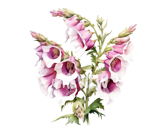 Foxglove Watercolor Clipart