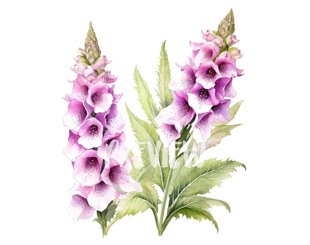 Foxglove Watercolor Clipart