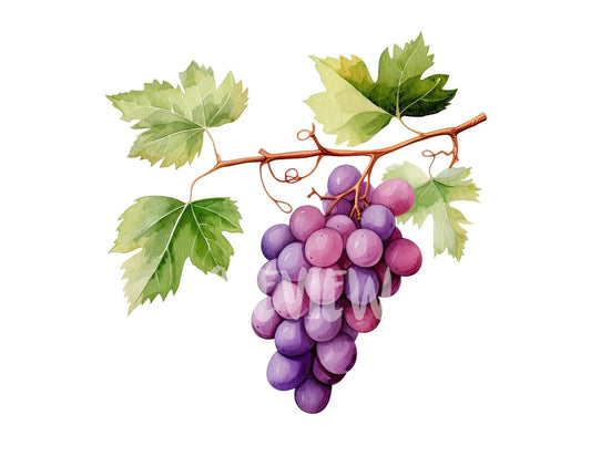 Watercolor Grapes Clipart