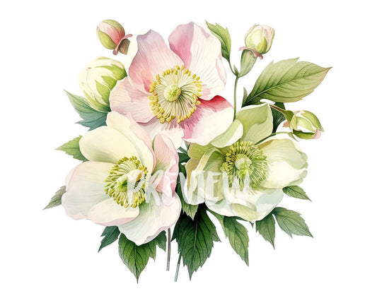 Watercolor Hellebore Clipart
