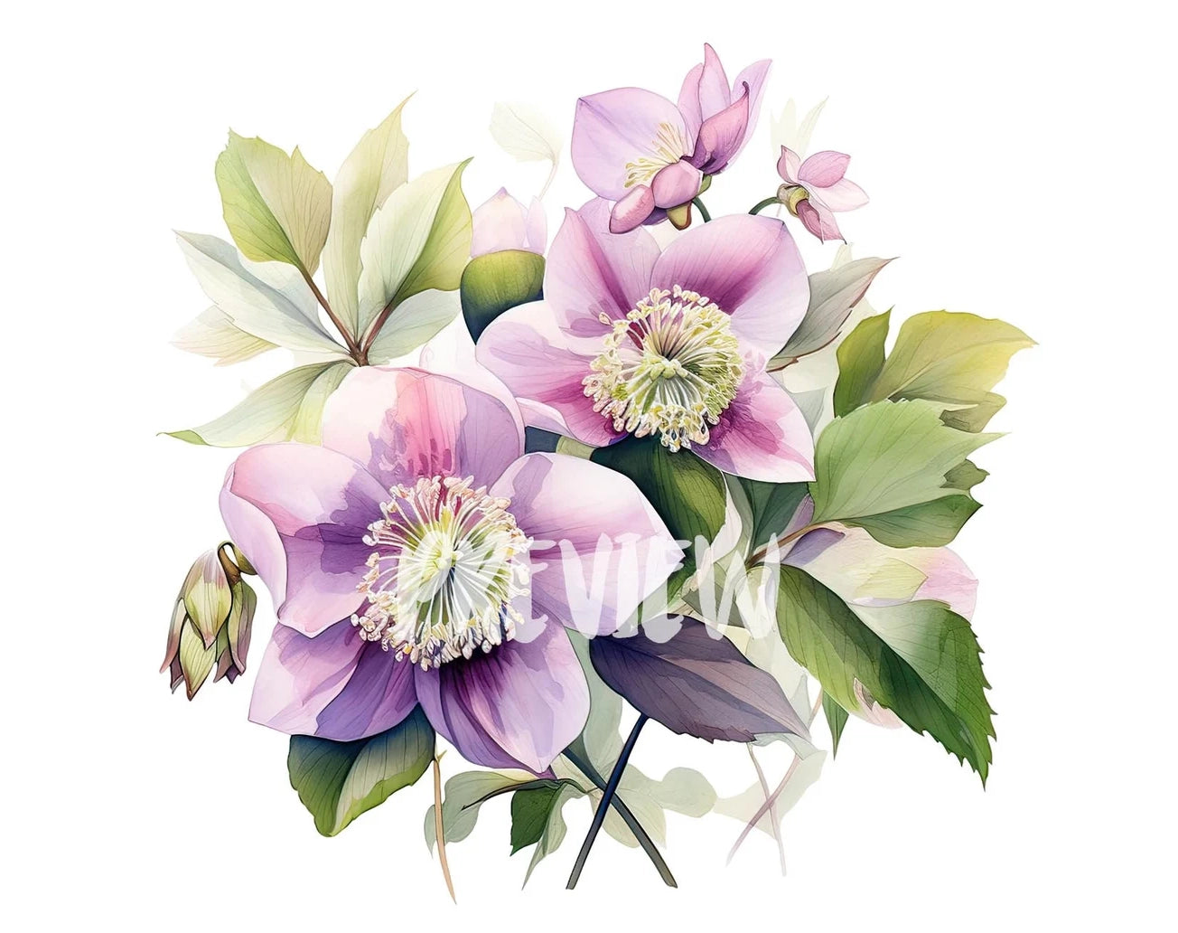 Watercolor Hellebore Clipart