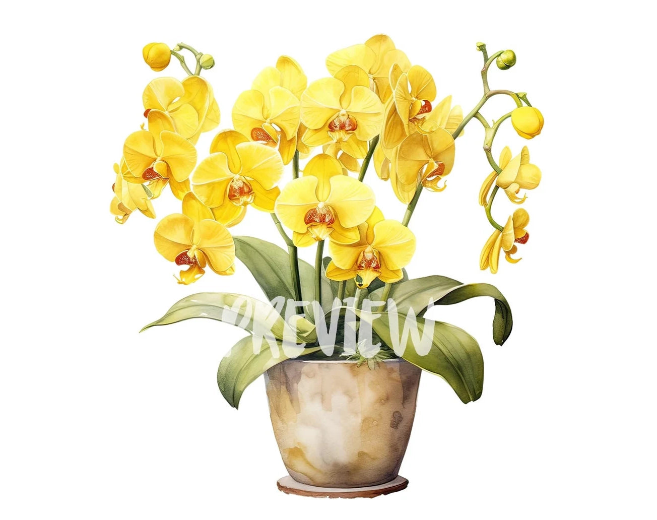 Orchid in a Pot watercolor Clipart