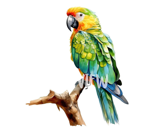 Watercolor Parrot Clipart