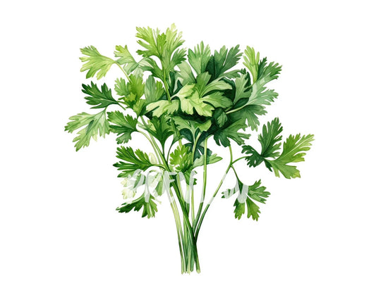 Watercolor Parsley clipart