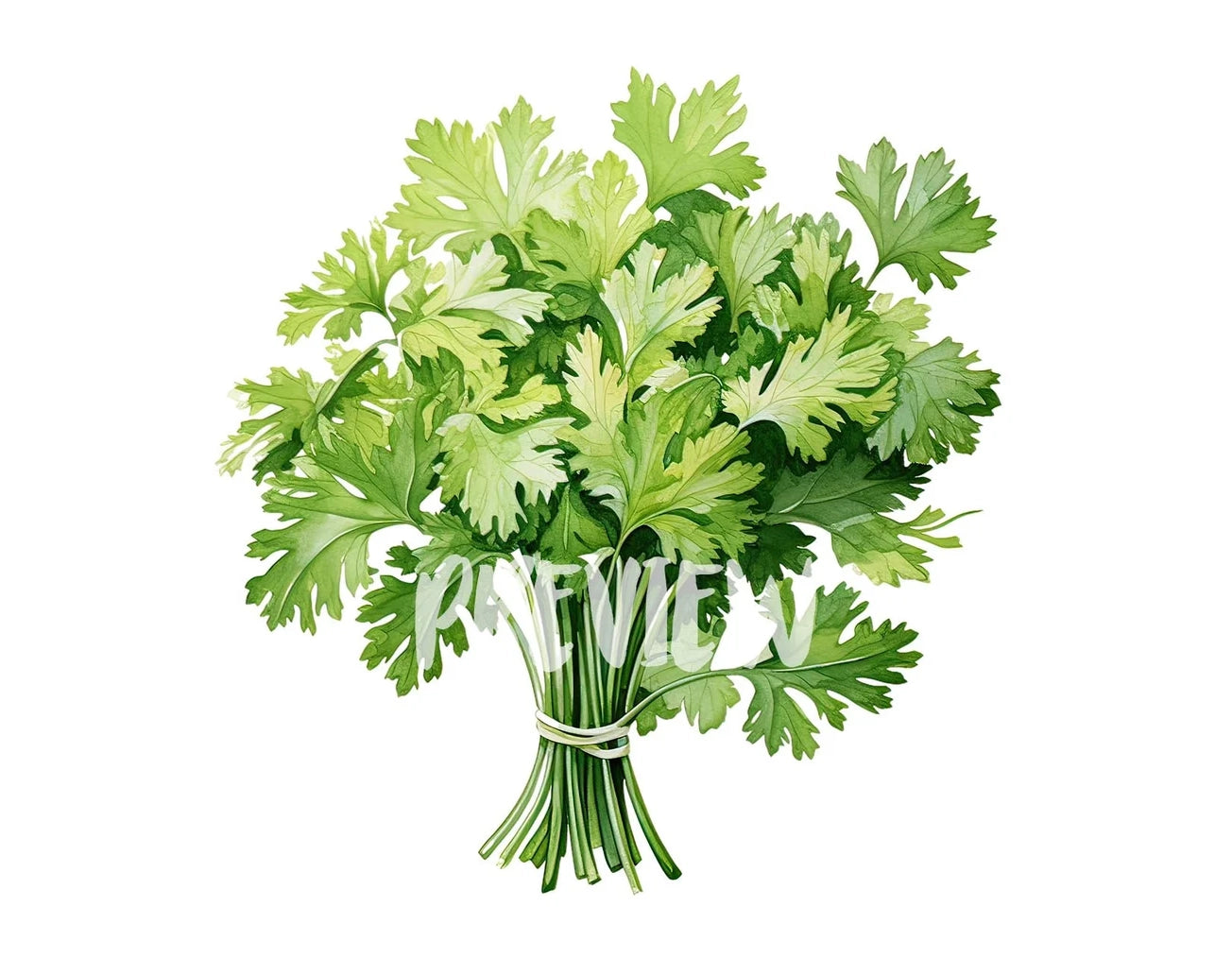 Watercolor Parsley clipart