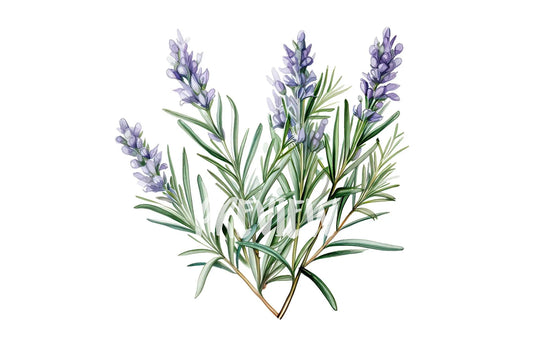 Watercolor Rosemary clipart
