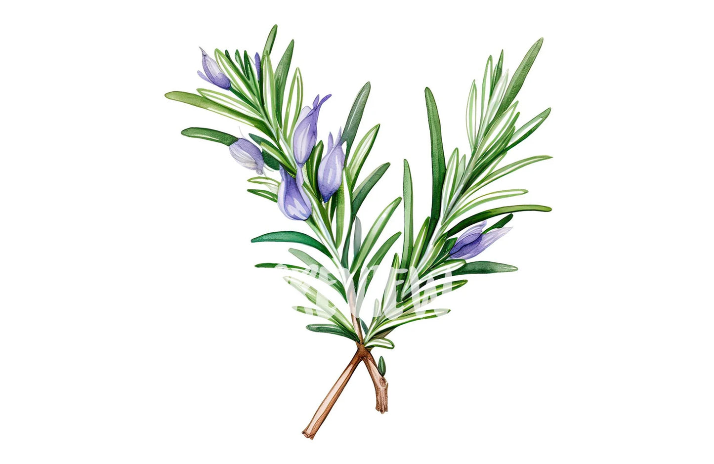 Watercolor Rosemary clipart