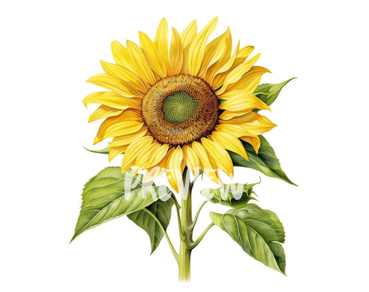 Watercolor Sunflower Clipart
