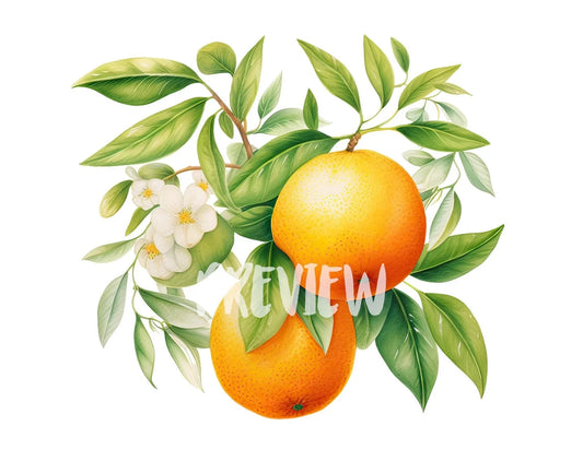 Watercolor Tangerines Clipart
