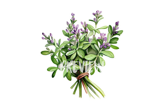 Watercolor Thyme Clipart