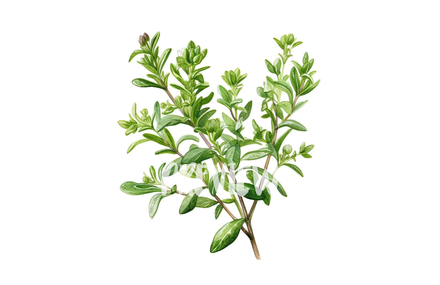Watercolor Thyme Clipart