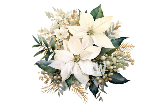 Watercolor White Poinsettia Clipart