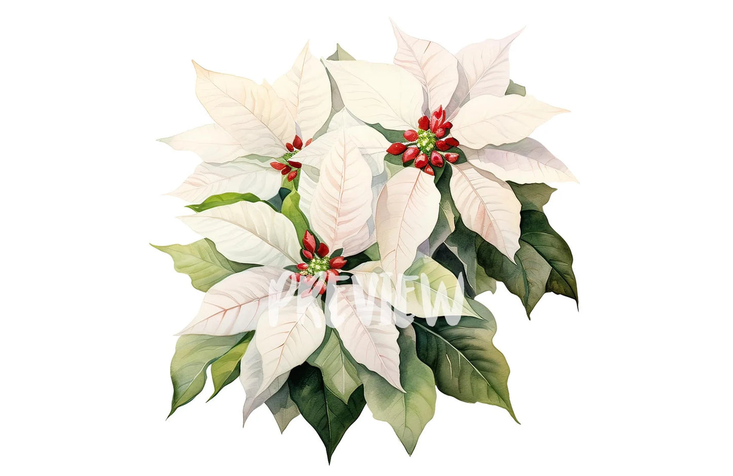 Watercolor White Poinsettia Clipart