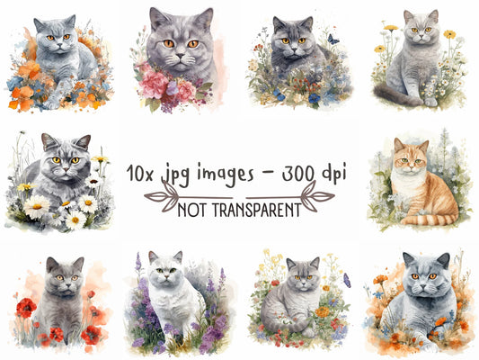British Shorthair Cat Watercolor Clipart