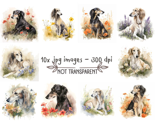 Saluki Watercolor Clipart