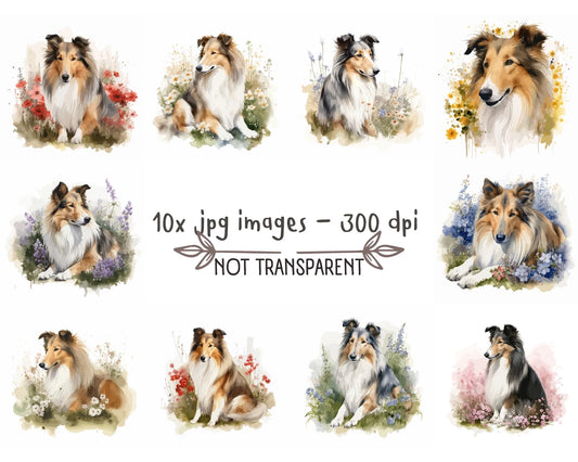 Rough Collie Watercolor Clipart