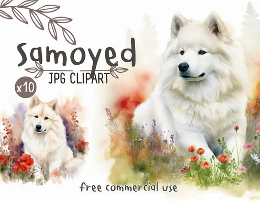 Samoyed Watercolor Clipart