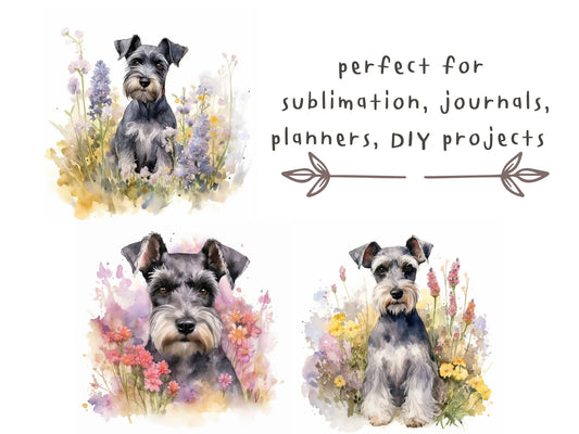 Miniature Schnauzer Watercolor Clipart
