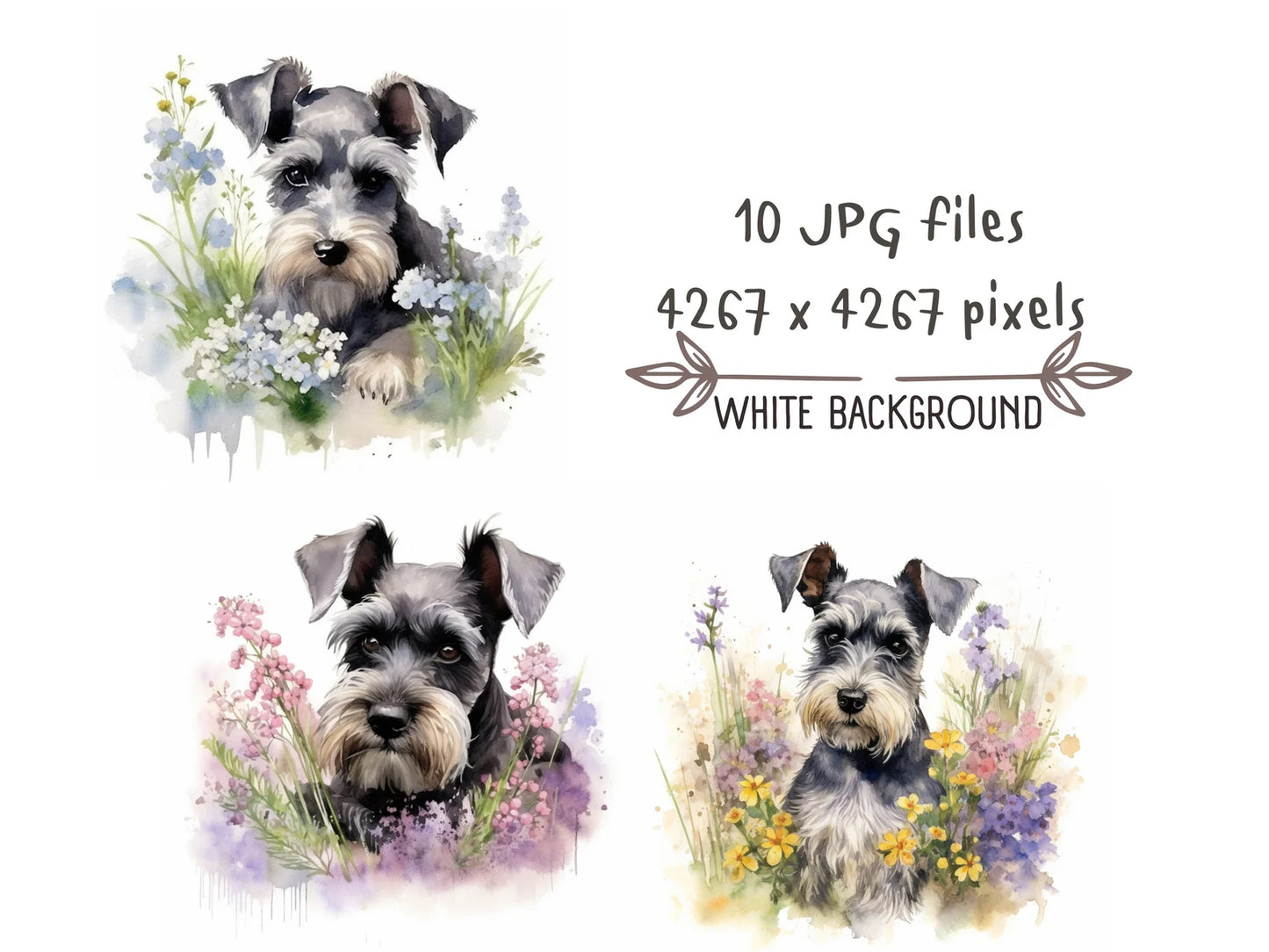 Miniature Schnauzer Watercolor Clipart