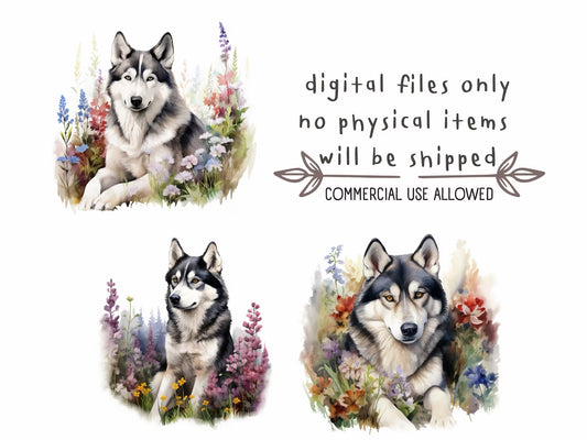 Siberian Husky Watercolor Clipart
