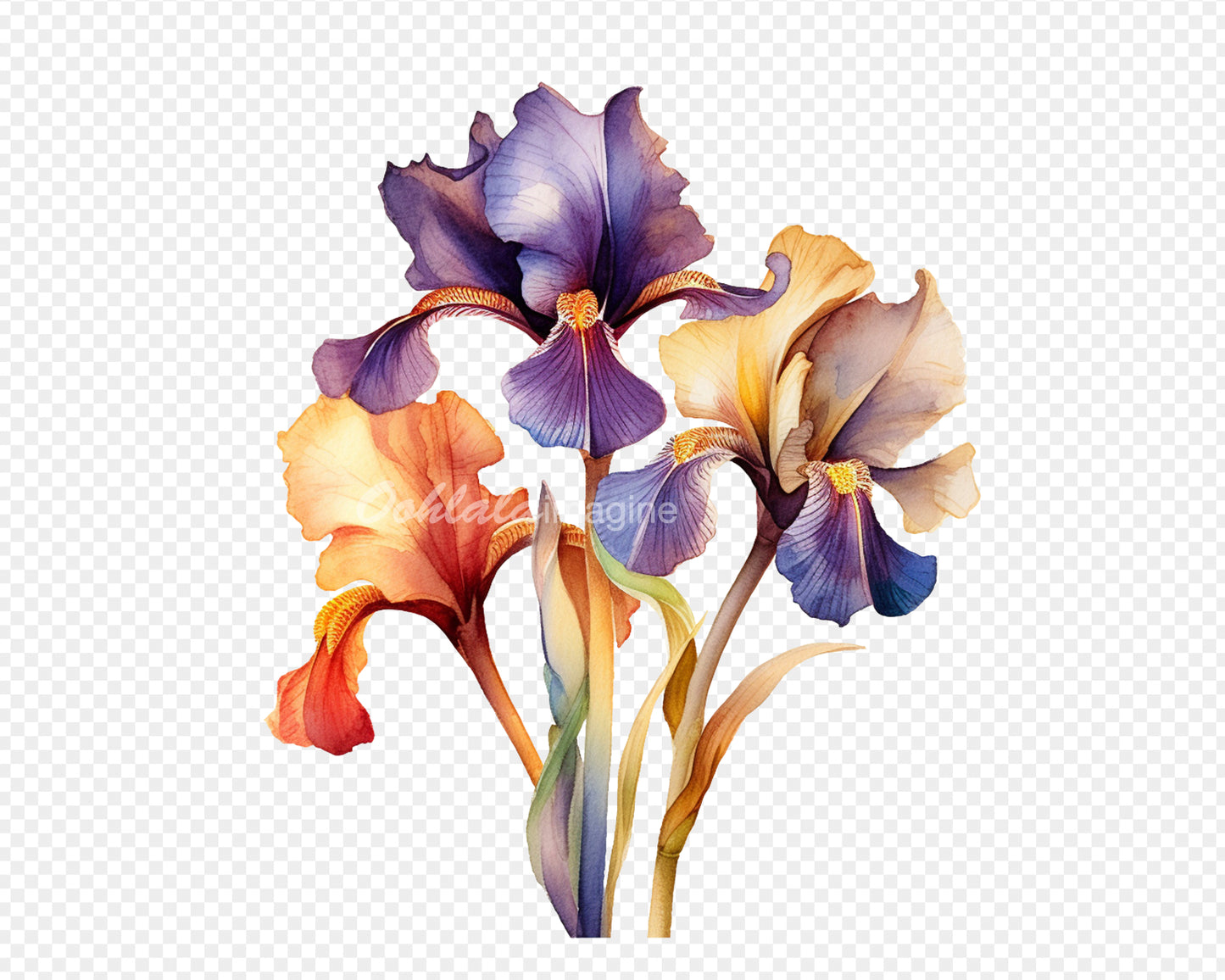 Irises Flowers Transparent PNG