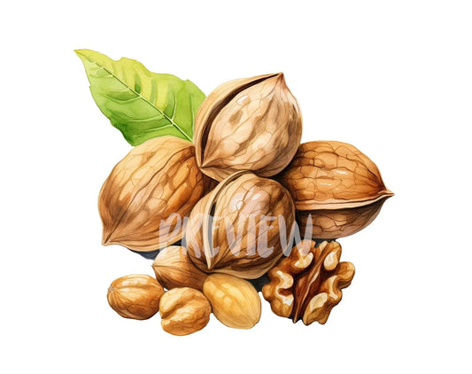 Watercolor Walnut Clipart